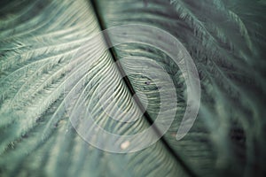 Macro shot of feather and glitter