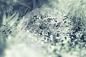 Macro shot of feather and glitter