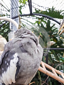 Macro shot of feathers of the cockatiel as a pet in the cage