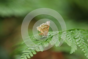 Macro shot of a felina butterfly on a fern leave