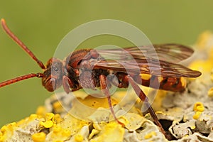 Macro shot of a female cuckoo bee (Nomada panzeri) resting on a flower