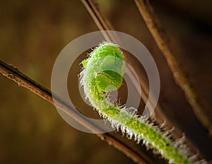 A macro shot of a fern fiddlehead with sunlight