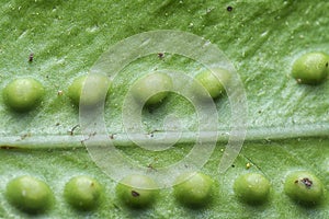 Macro shot of the fern leaf red dots of spores.