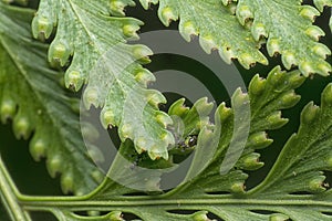 Macro shot of the fern leaf red dots of spores.