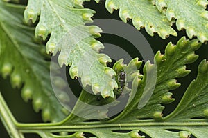 Macro shot of the fern leaf red dots of spores.