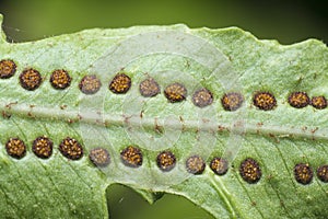 Macro shot of the fern leaf red dots of spores.