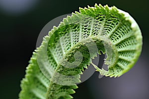 macro shot of fern unfurling, displaying intricate pattern