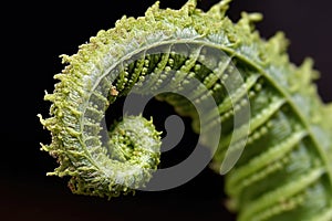 macro shot of fern unfurling, displaying intricate pattern