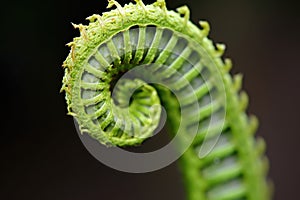 macro shot of fern unfurling, displaying intricate pattern