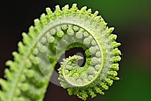 macro shot of fern unfurling, displaying intricate pattern