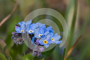 Field forget me nots myosotis arvensis photo