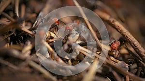 Macro shot of fire ant colony next to an anthill