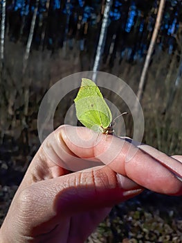 Macro shot of first yellow spring adult male butterfly - The common brimstone Gonepteryx rhamni on womans hand in early spring