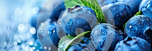 Macro shot of flawless blueberries and fresh green leaves on a clean white backdrop