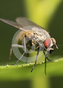 Macro shot of Flesh fly on the leaf.