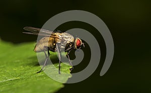 Macro shot of Flesh fly on the leaf.