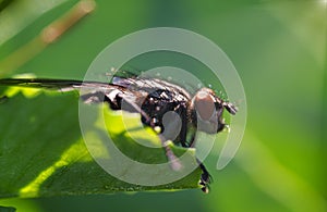 Sarcophagidae photo