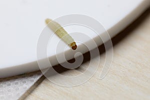 macro shot of a flour moth with its light hairy body
