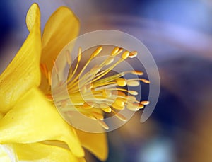 Macro shot of a flower