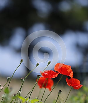 Macro shot of a flower