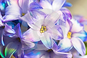 Macro shot of a flower. Blooming hyacinth close-up.