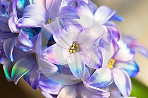 Macro shot of a flower. Blooming hyacinth close-up.