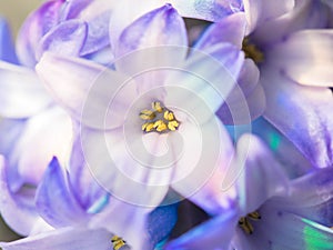 Macro shot of a flower. Blooming hyacinth close-up.