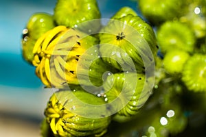 Macro shot of a flower bud