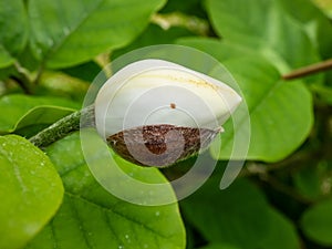 Macro shot of flower bud of Siebold`s magnolia or Korean mountain magnolia and Oyama magnolia Magnolia sieboldii