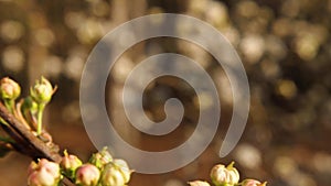 Macro shot Flower bulbs on a branch with beautiful bokeh background