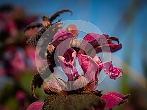 Macro shot of the flower called red dead nettle flower. Selective focus.