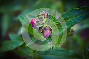 Macro shot of a flower with green background.