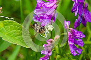 Macro shot of a flowering crab spider Misumena vatia, which can change its color according to the background on the