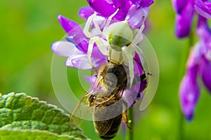 Macro shot of a flowering crab spider Misumena vatia, which can change its color according to the background on the