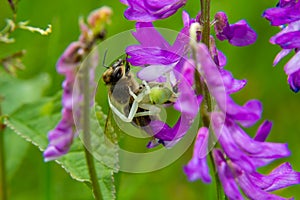 Macro shot of a flowering crab spider Misumena vatia, which can change its color according to the background on the