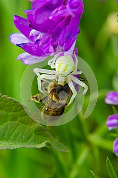 Macro shot of a flowering crab spider Misumena vatia, which can change its color according to the background on the