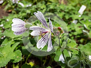 Macro shot of flowering plant with rounded, palmate leaves and 5-petalled pale pink flowers striped with violet veins - Renard