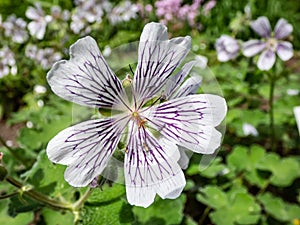 Macro shot of flowering plant with rounded, palmate leaves and 5-petalled pale pink flowers striped with violet veins - Renard