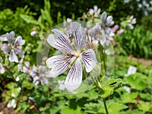 Macro shot of flowering plant with rounded, palmate leaves and 5-petalled pale pink flowers striped with violet veins - Renard