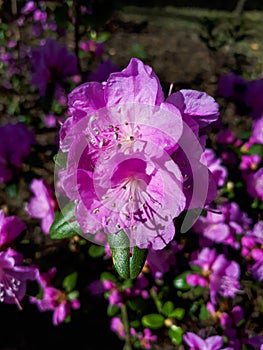 Macro shot of Flowering Rhododendron shrub with lilac flowers in early spring