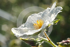 Macro shot of flowering with small plant roses typical of the Mediterranean garden with crumpled petals