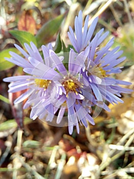 macro shot flowers cornflowers