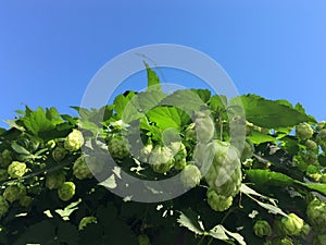 Macro shot of flowers and leaves. Green-blue abstraction. Natural paradise background.