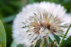 Macro shot of fluffy and fragile dandelion flower with rain drops in early morning.