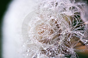 Macro shot of fluffy and fragile dandelion flower with rain drops in early morning.