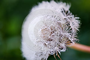 Macro shot of fluffy and fragile dandelion flower with rain drops in early morning.