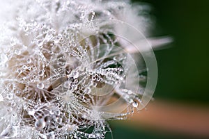 Macro shot of fluffy and fragile dandelion flower with rain drops in early morning.