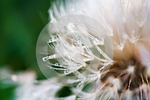 Macro shot of fluffy and fragile dandelion flower with rain drops in early morning.