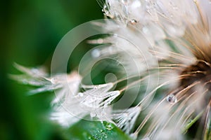 Macro shot of fluffy and fragile dandelion flower with rain drops in early morning.