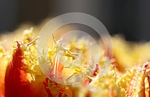 The macro shot of fluffy yellow-red tulip petals